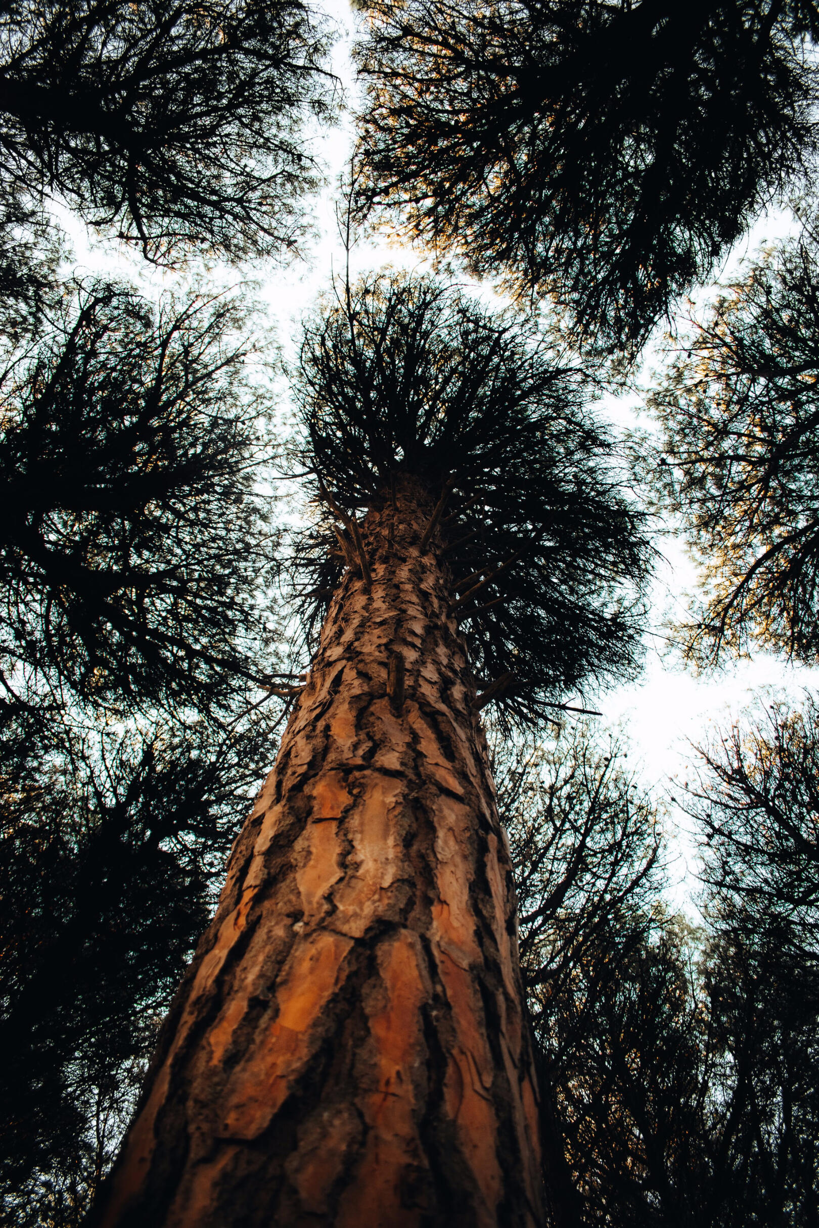Looking upwards along the bark of a tall tree trunk towards the leafy branches above